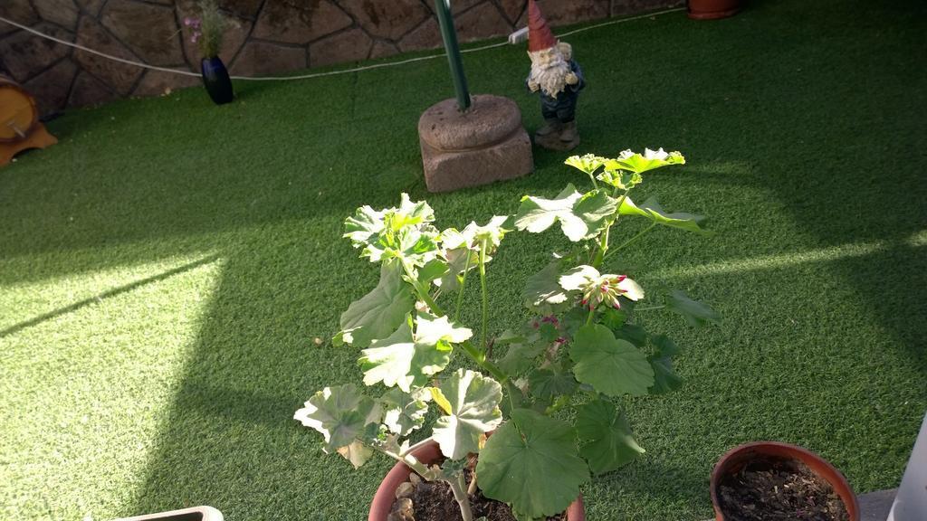 Blumen Haus 2* Santiago del Cile